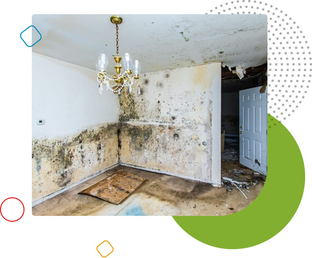 Commercial Mold Remediation & Removal